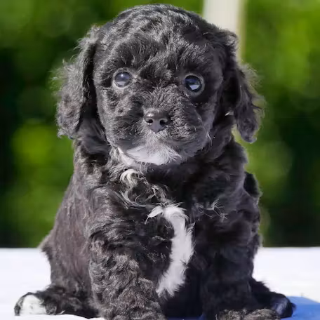 Maltipoo dog zoopsychology online, Veronika Voitovska zoopsycholog