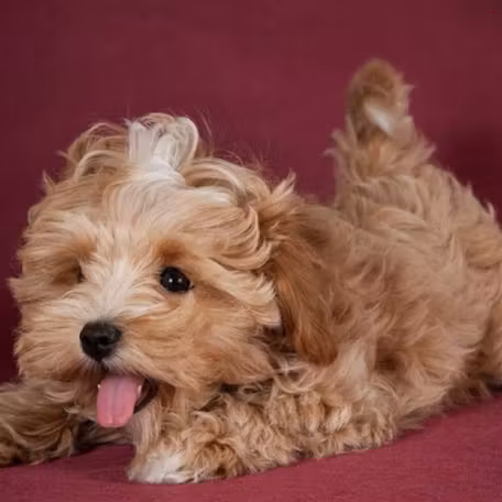 Maltipoo dog zoopsychology online, Veronika Voitovska zoopsycholog