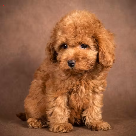 Maltipoo dog zoopsychology online, Veronika Voitovska zoopsycholog