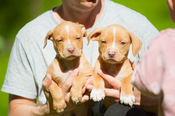 american pitbullterrier