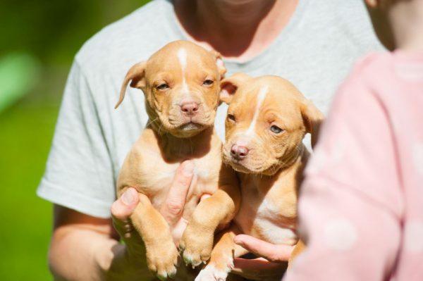 american pitbullterrier