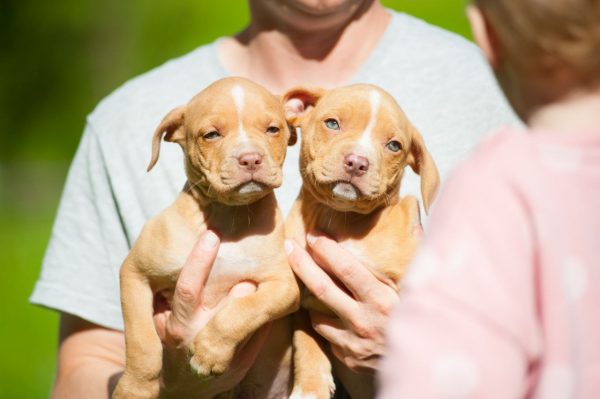 american pitbullterrier