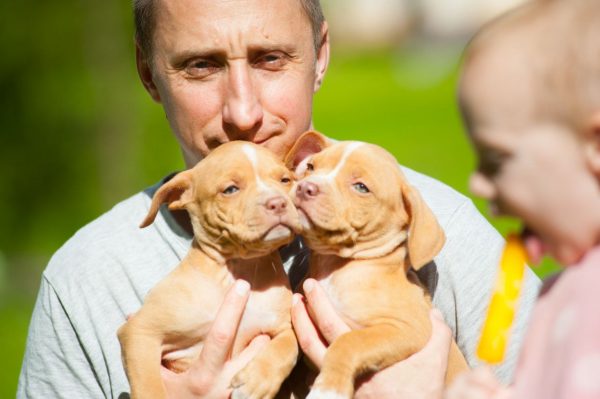 american pitbullterrier