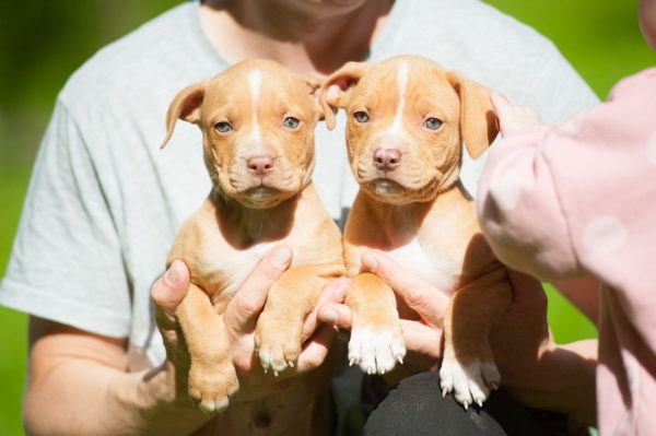 american pitbullterrier