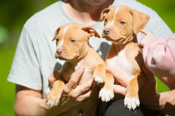 american pitbullterrier