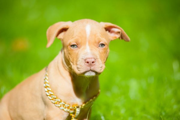 american pitbullterrier