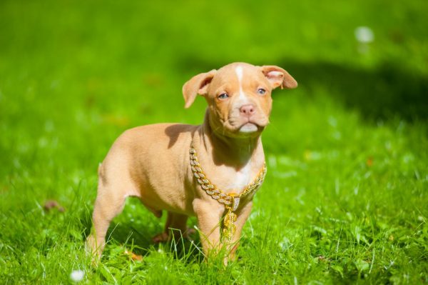 american pitbullterrier