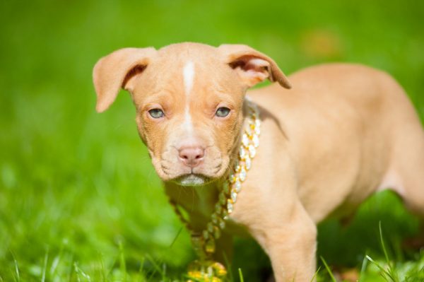 american pitbullterrier