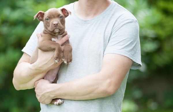 american pitbullterrier