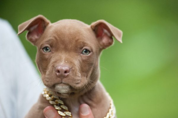 american pitbullterrier