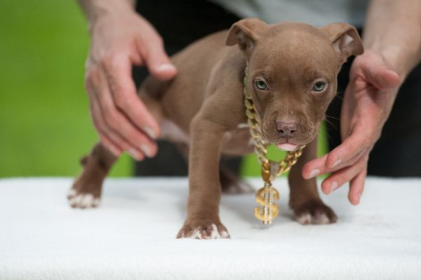 american pitbullterrier