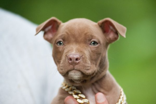 american pitbullterrier
