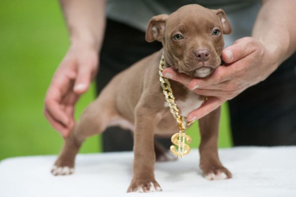 american pitbullterrier