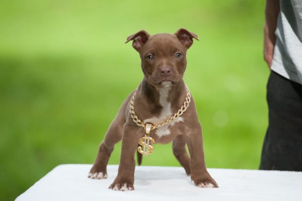 pitbull terrier kennel
