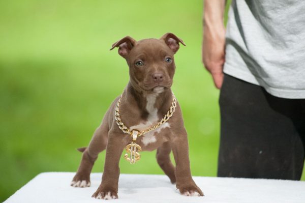 american pitbullterrier