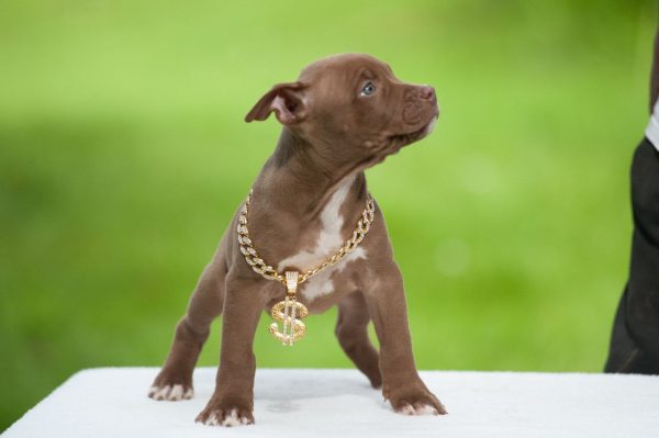 pitbull terrier kennel