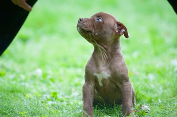 pitbull terrier kennel