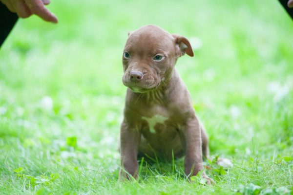 pitbull terrier kennel