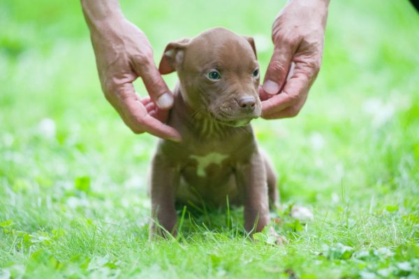 pitbull terrier kennel