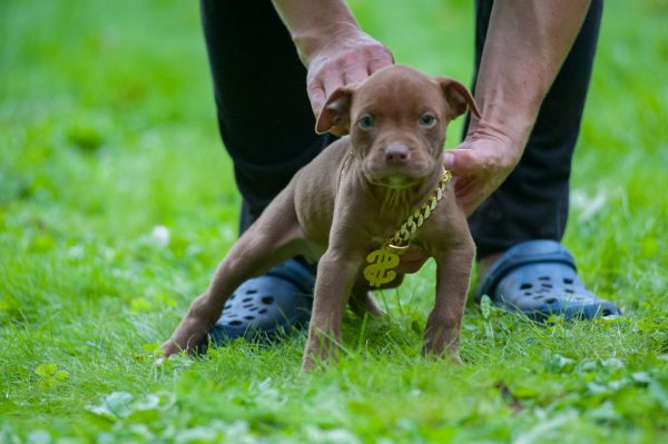 pitbull terrier kennel