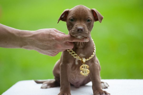 pitbull terrier kennel