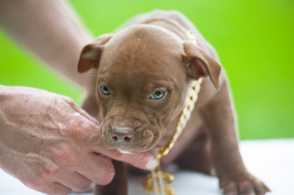pitbull terrier kennel