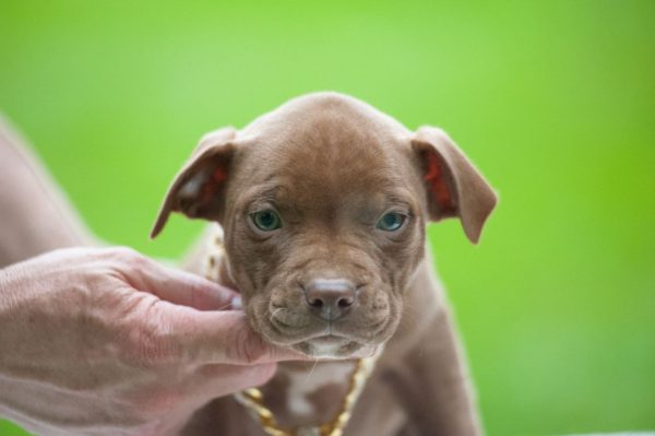 pitbull terrier kennel