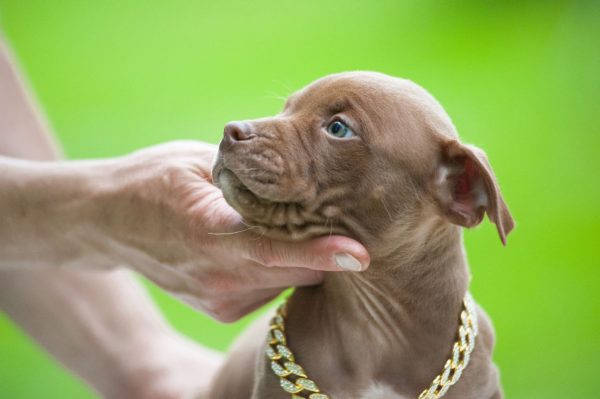 pitbull terrier kennel