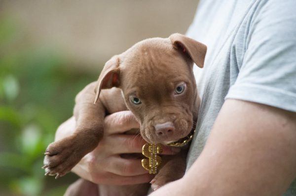 pitbull terrier kennel