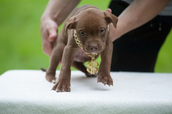 pitbull terrier kennel