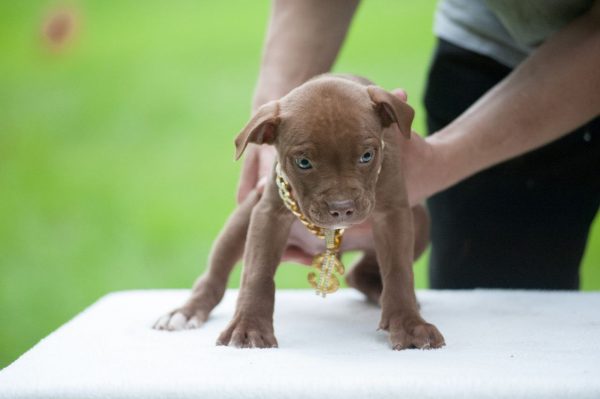 pitbull terrier kennel