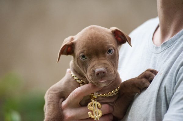 pitbull terrier kennel
