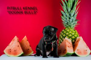 pitbull puppy for sale