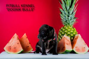 pitbull puppy for sale