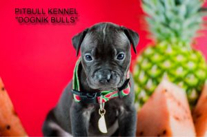 pitbull puppy for sale