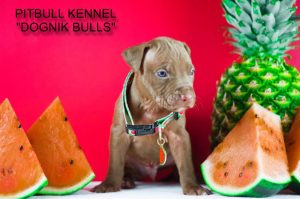 pitbull puppy for sale