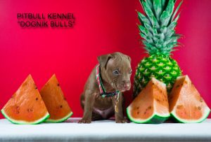 pitbull puppy for sale