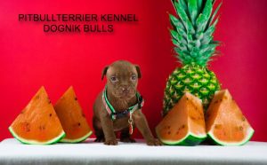 pitbull puppy for sale