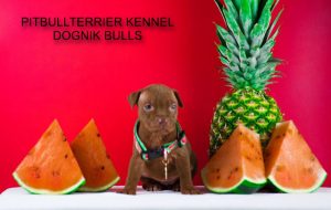 pitbull puppy for sale