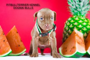 pitbull puppy for sale