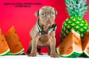 pitbull puppy for sale