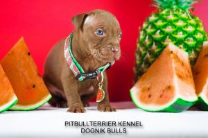pitbull puppy for sale