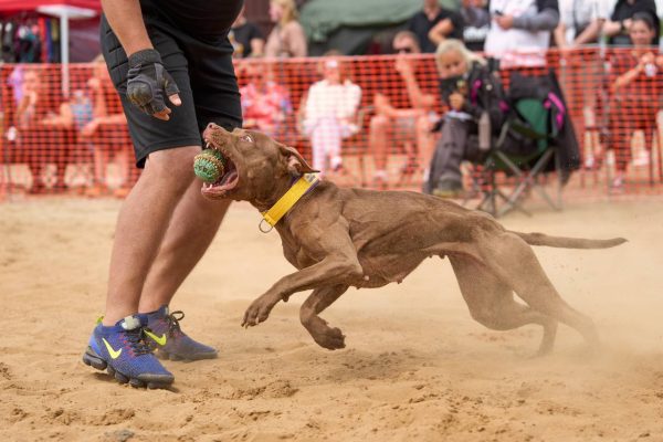 pitbull terrier for sale