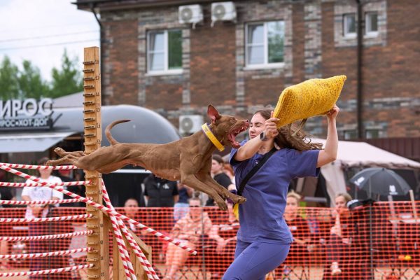 pitbull terrier for sale