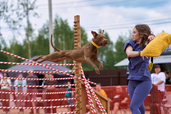 pitbull terrier for sale