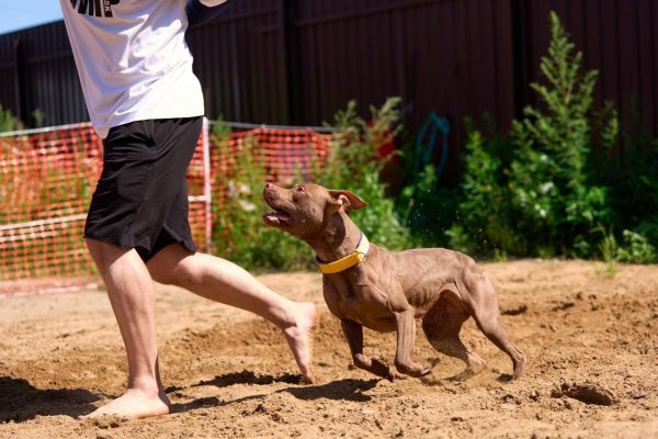 pitbull terrier for sale