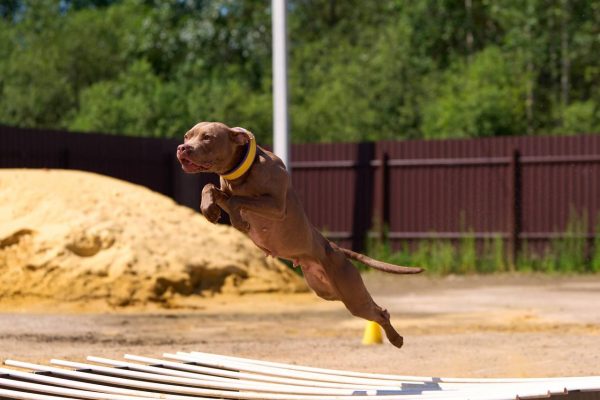 pitbull terrier for sale