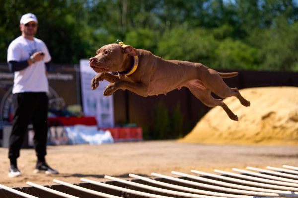 pitbull terrier for sale