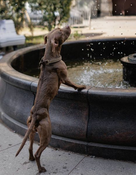 pitbull terrier for sale