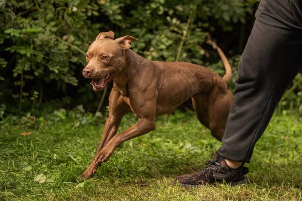 American pitbullterrier kennel